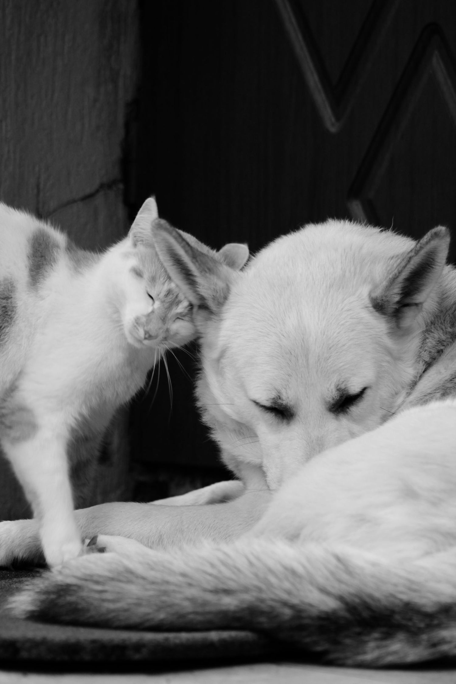 Chats et chiens — l'univers Animaux de Pepites